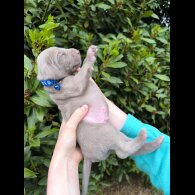 Weimaraner - Both