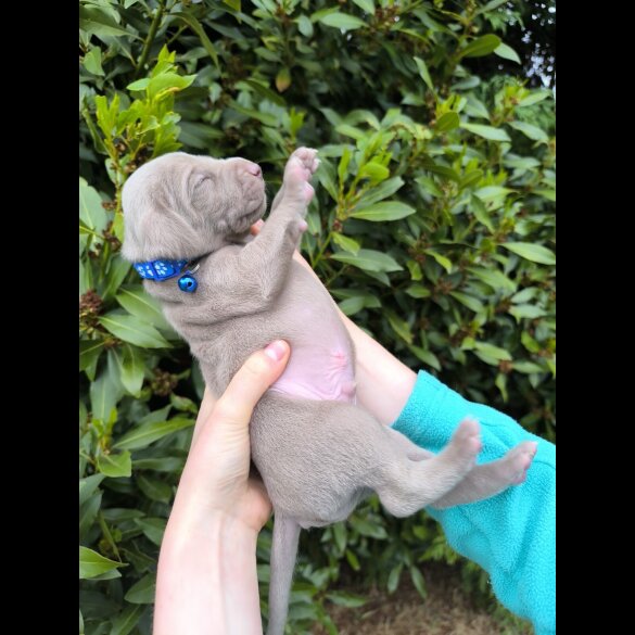 Weimaraner - Both
