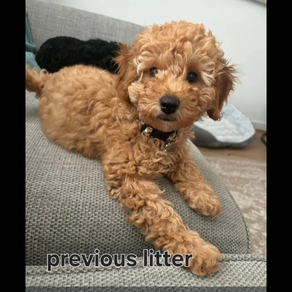 Cavapoo - Both
