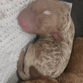 Cavapoo - Both