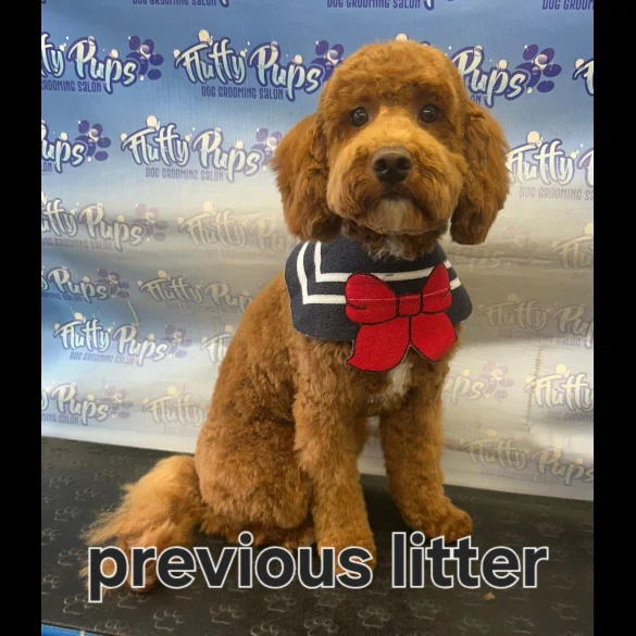Cavapoo - Both