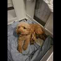 Cavapoo - Both