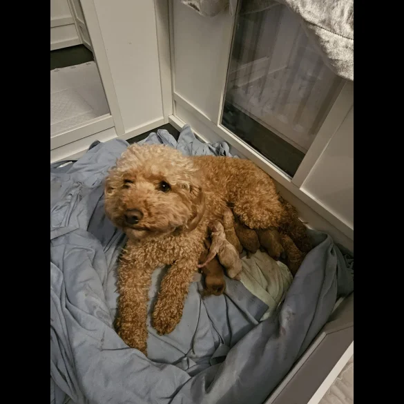 Cavapoo - Both
