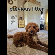 Cavapoo - Both