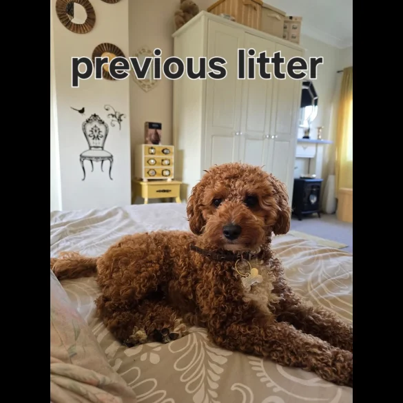 Cavapoo - Both