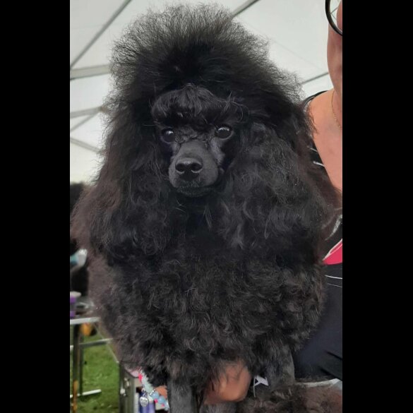 Toy Poodle - Both