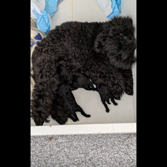 Toy Poodle - Both