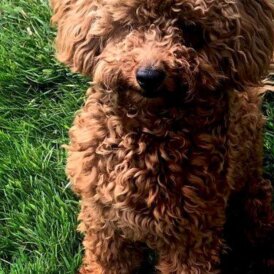 Toy Poodle
