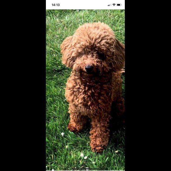 Toy Poodle