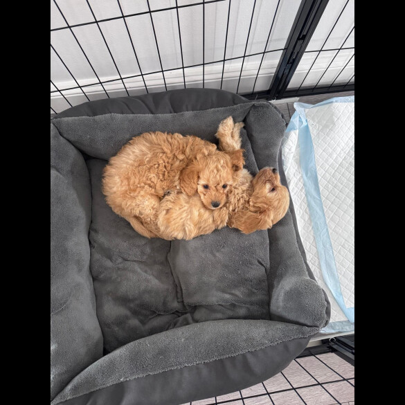 Toy Poodle - Both