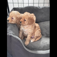 Toy Poodle - Both