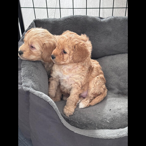 Toy Poodle - Both