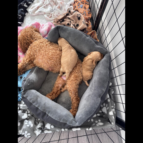 Toy Poodle - Both