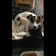 Jack Russell - Dogs