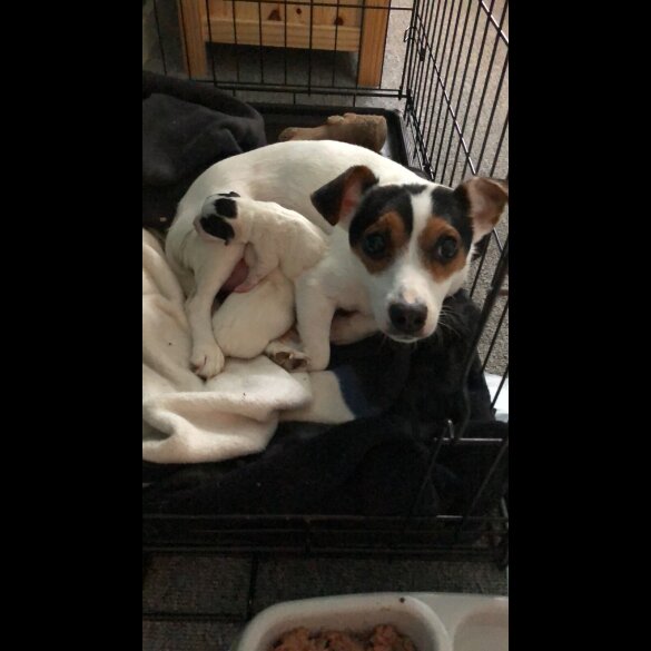 Jack Russell - Dogs