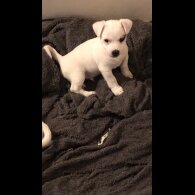 Jack Russell - Dogs