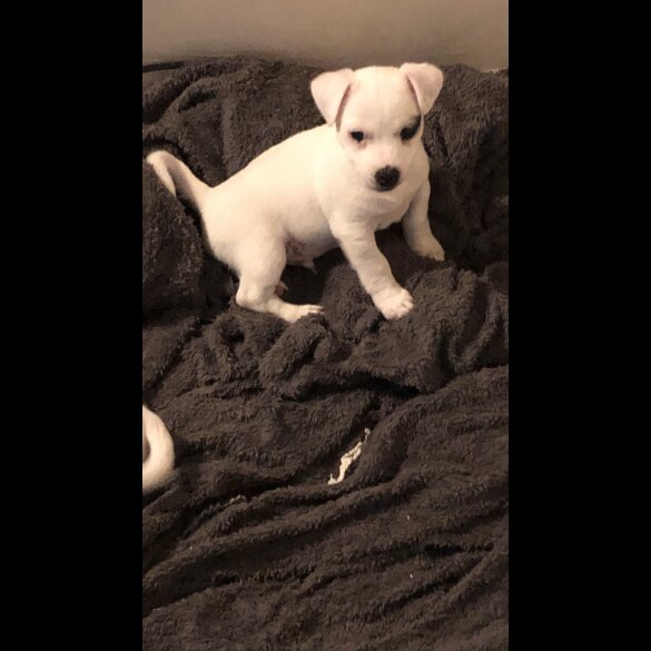 Jack Russell - Dogs