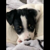 Jack Russell - Dogs