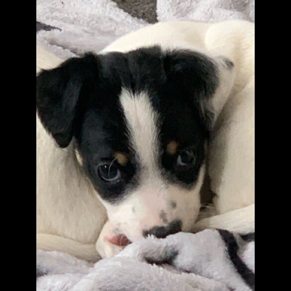Jack Russell - Dogs
