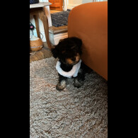 Yorkiepoo