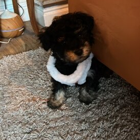 Yorkiepoo