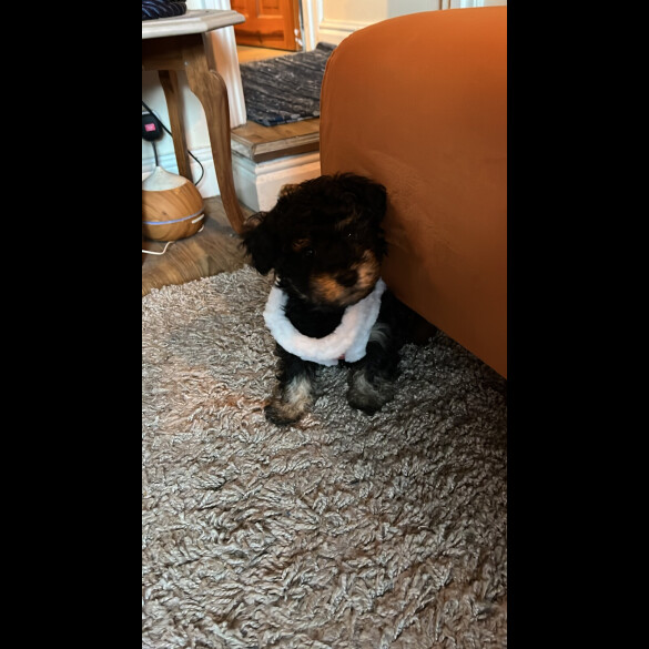 Yorkiepoo