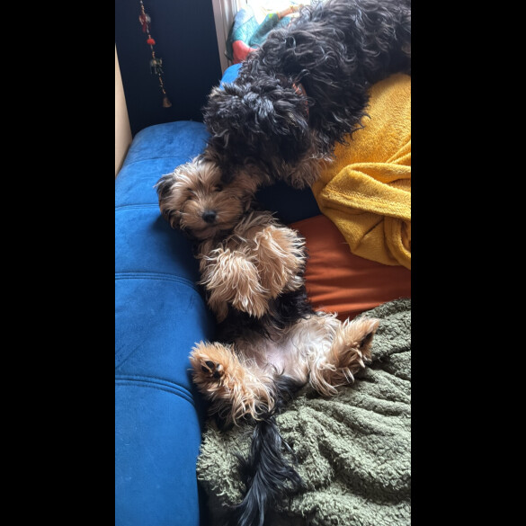 Yorkiepoo