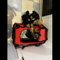 Yorkiepoo