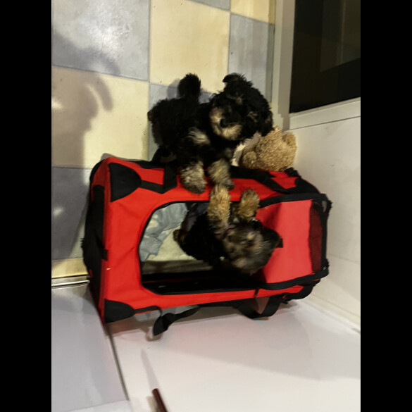 Yorkiepoo