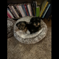 Yorkiepoo