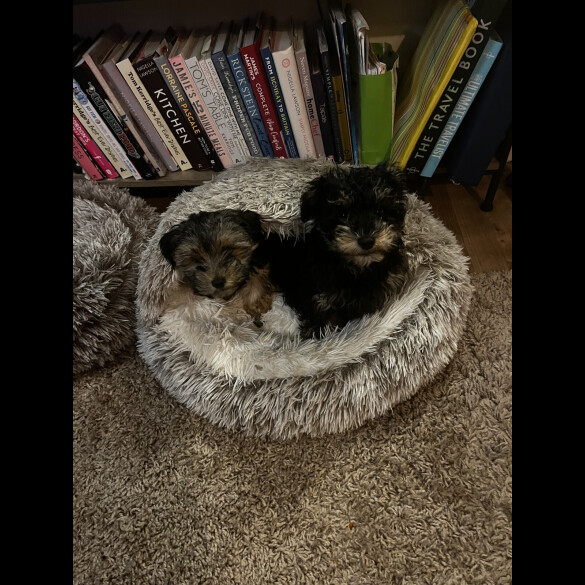 Yorkiepoo