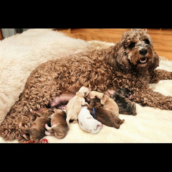 Labradoodle - Both