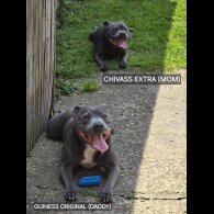 Staffordshire Bull Terrier - Both