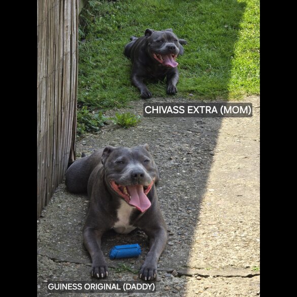 Staffordshire Bull Terrier - Both