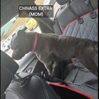 Staffordshire Bull Terrier - Both