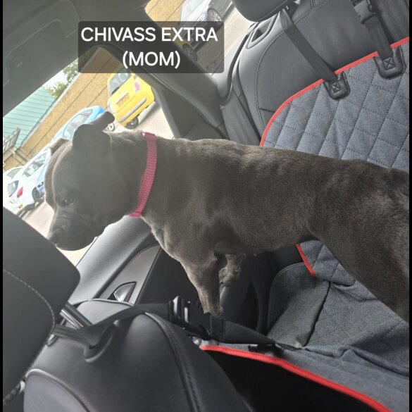 Staffordshire Bull Terrier - Both