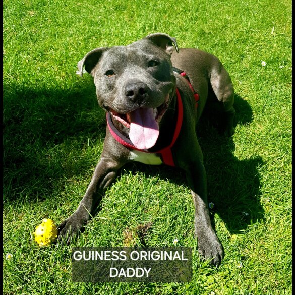 Staffordshire Bull Terrier - Both