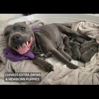 Staffordshire Bull Terrier - Both