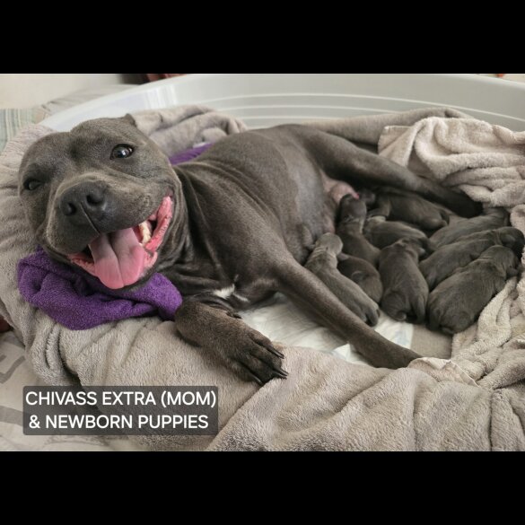 Staffordshire Bull Terrier - Both