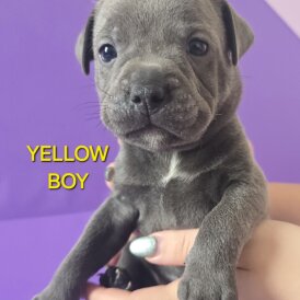 Staffordshire Bull Terrier - Both