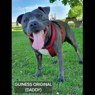 Staffordshire Bull Terrier - Both