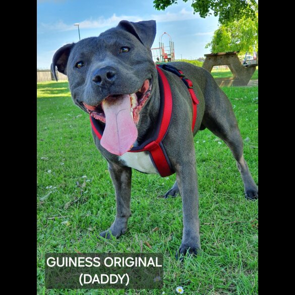 Staffordshire Bull Terrier - Both