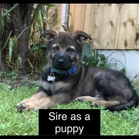 German Shepherd (Alsatian) - Both