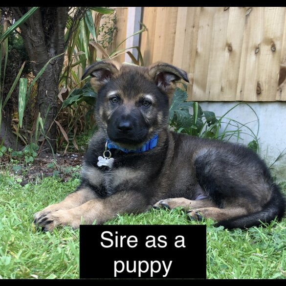 German Shepherd (Alsatian) - Both