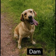 German Shepherd (Alsatian) - Both