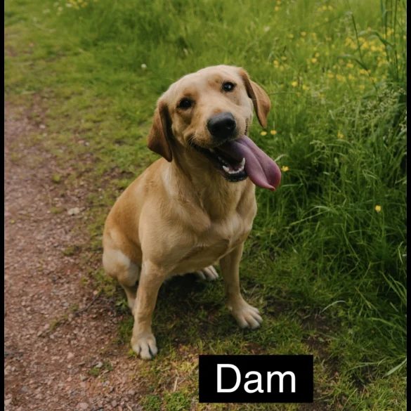 German Shepherd (Alsatian) - Both