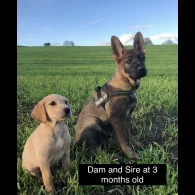 German Shepherd (Alsatian) - Both