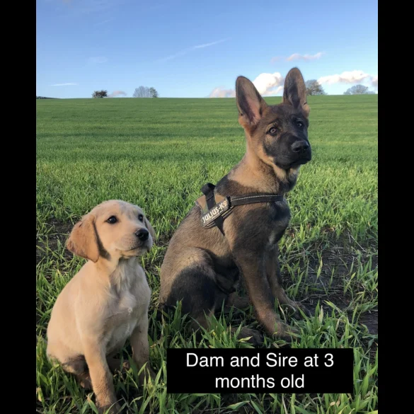 German Shepherd (Alsatian) - Both