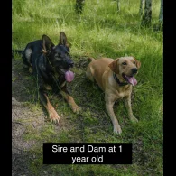 German Shepherd (Alsatian) - Both