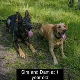 German Shepherd (Alsatian) - Both